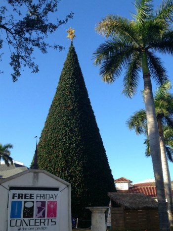 100 foot tree in delray